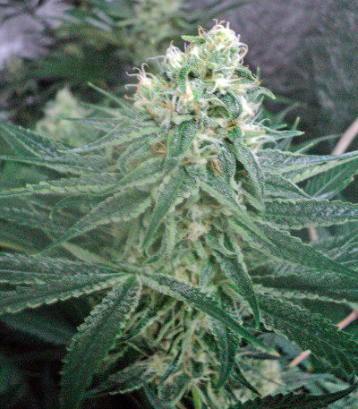 Сорт OG Kush reg (Humboldt Seeds)