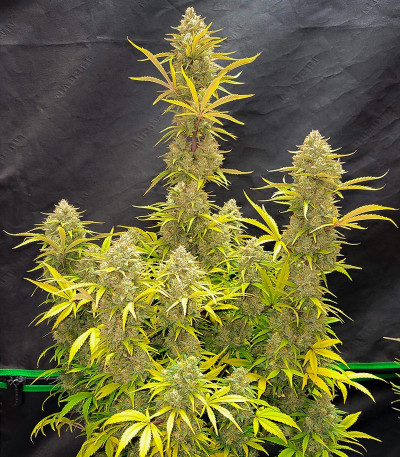 Сорт Pound Cake Auto fem (FastBuds)