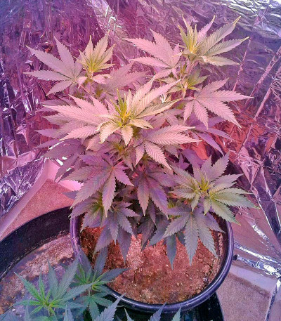 Сорт White Siberian fem (Dinafem Seeds)