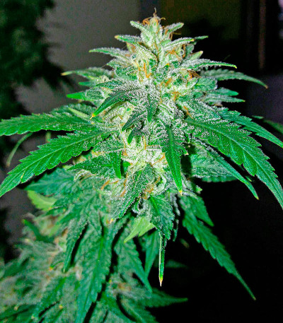 Сорт Bubba Kush Autoflowering fem (Dinafem Seeds)