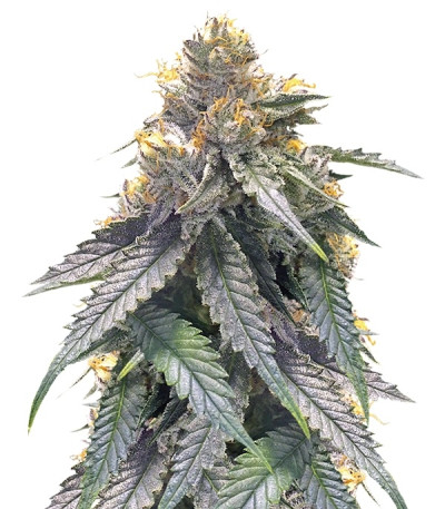 Сорт Bubba’s Gift fem (Humboldt Seeds)