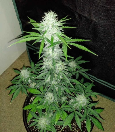 Сорт Red Dwarf auto fem