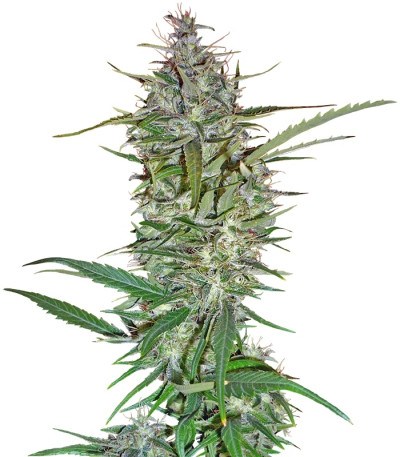 Сорт C13 Haze fem