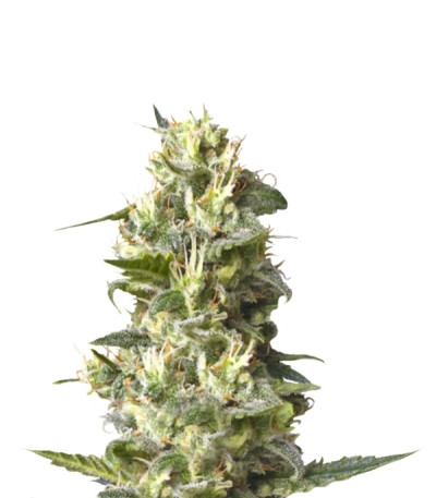 Сорт Lemon Shining Silver Haze (Lemon Haze) fem