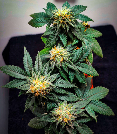 Сорт Big Bud Auto fem (Herbies Seeds)