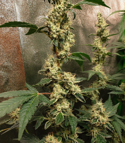 Сорт Cookies USA fem (Pyramid Seeds)