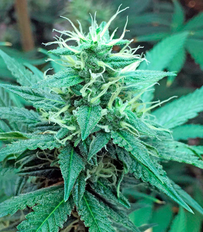 Сорт Critical Cheese fem (Dinafem Seeds)