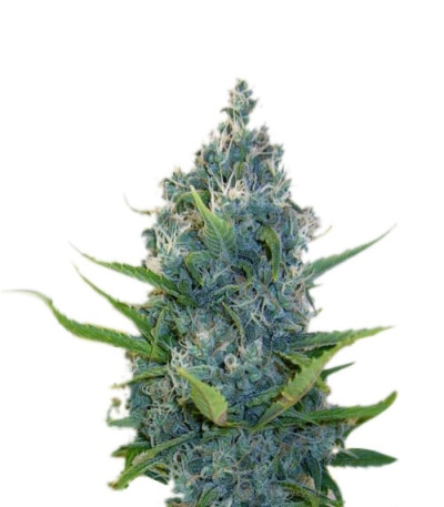 Сорт Exile fem (Serious Seeds)