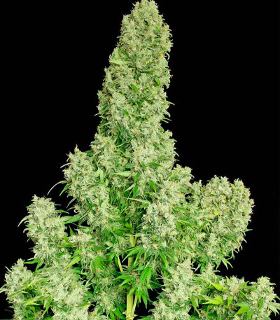 Сорт White Russian reg (Serious Seeds)