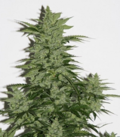 Сорт Royal Kush Automatic fem