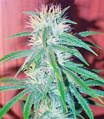 Сорт Sweet Cheese fem (Sweet Seeds)