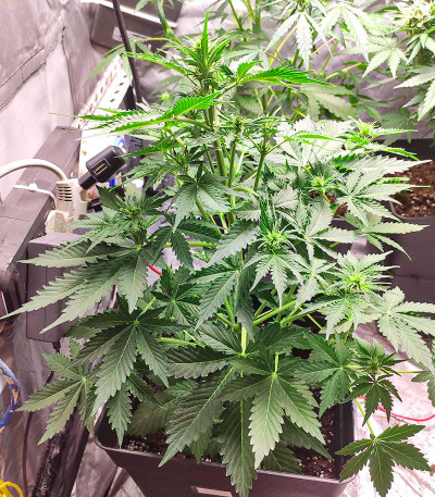 Сорт Auto Zkittlez fem (Advanced Seeds)