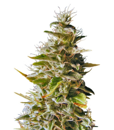 Сорт Botafumeiros fem (Sweet Seeds)