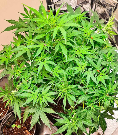 Сорт Auto Fire DOG fem (Advanced Seeds)