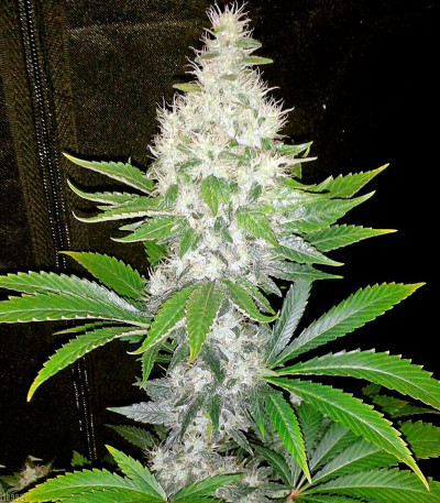 Сорт Diesel fem (Dinafem Seeds)