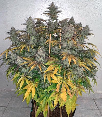 Сорт Mimosa Cake Auto fem