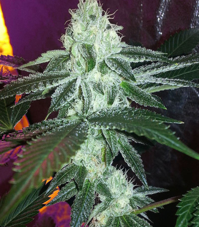 Сорт Sapphire Scout fem (Humboldt Seeds)