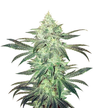 Сорт Stardawg auto fem (FastBuds)