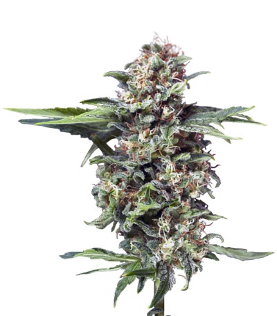 Сорт Auto Alpujarrena fem (Pyramid Seeds)