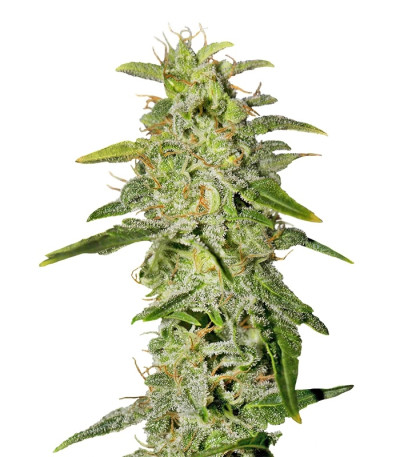 Сорт Money Maker fem (Strain Hunters)