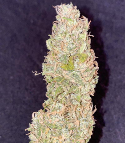 Сорт Original Auto Cheese fem