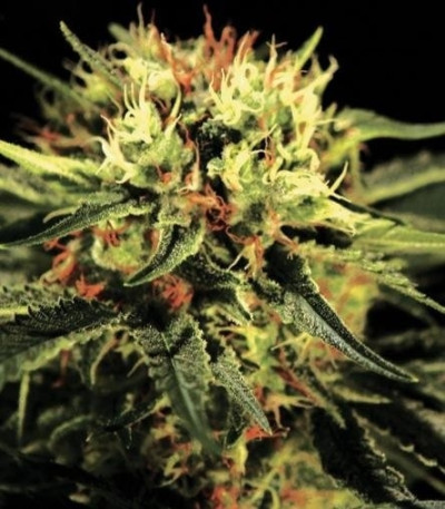 Сорт The Doctor fem (Green House Seeds)