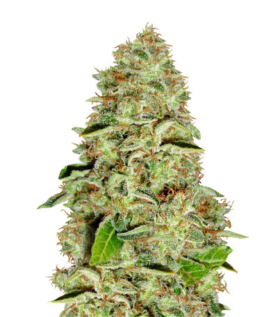 Сорт A-Train fem (Anesia Seeds)