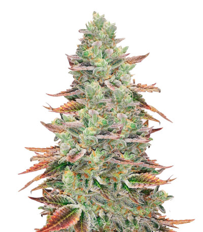 Сорт Banana Purp fem (Medical Seeds)