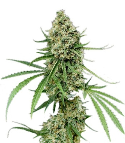 Сорт Critical + fem (Dinafem Seeds)