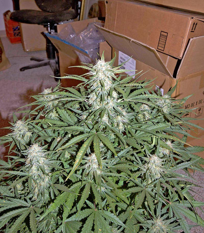 Сорт Critical Jack Autoflowering (Dinafem Seeds)