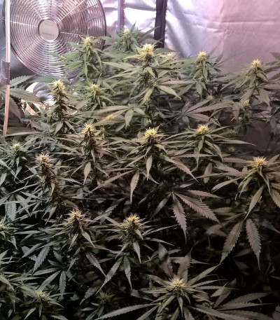 Сорт Lemon Kush fem (Female Seeds)