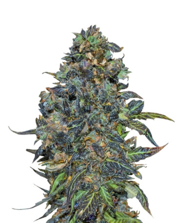 Сорт Taison Auto fem (VIP seeds)