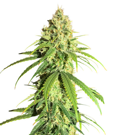 Сорт Vitality fem (AlphaFem Seeds)