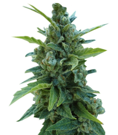 Сорт Automaria II fem (Paradise Seeds)