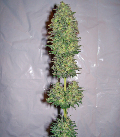 Сорт Biddy Early fem (Serious Seeds)