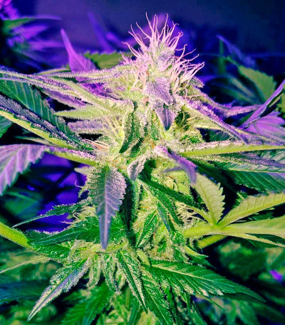 Сорт BlackJack fem (Nirvana Seeds)