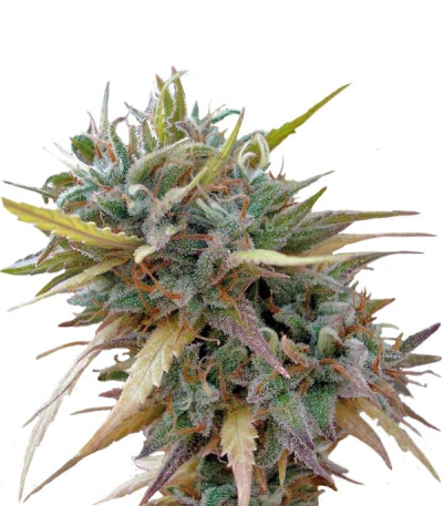 Сорт Hashplant Haze fem (DNA Genetics)