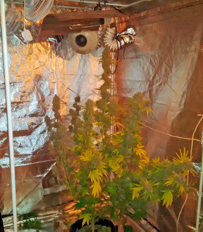 Сорт Ice reg (Nirvana Seeds)