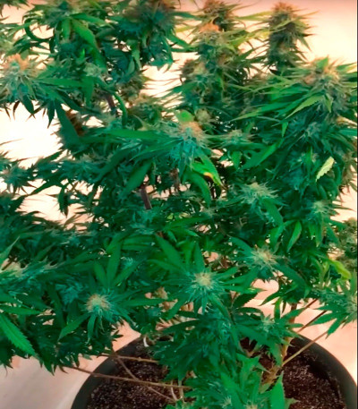 Сорт Kripple Roulette fem (Dr. Krippling Seeds)