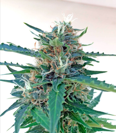 Сорт Northen Light X Skunk fem (World of Seeds)