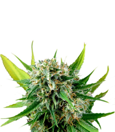 Сорт Royale Haze fem (Dinafem Seeds)