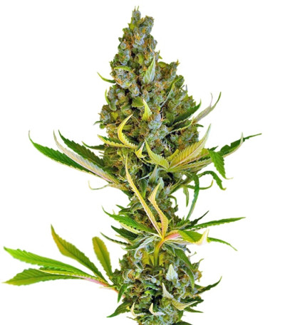 Сорт Sweet Cheese F1 Fast Version fem (Sweet Seeds)