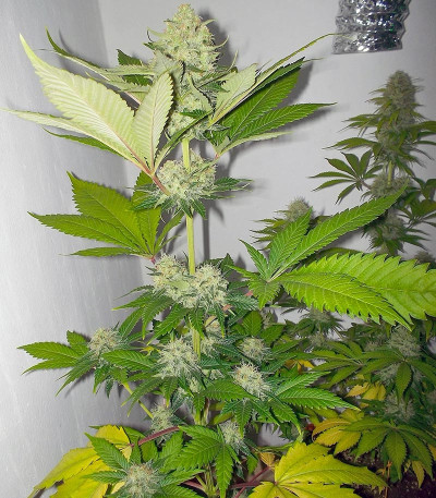 Сорт Atomical Haze fem (Paradise Seeds)