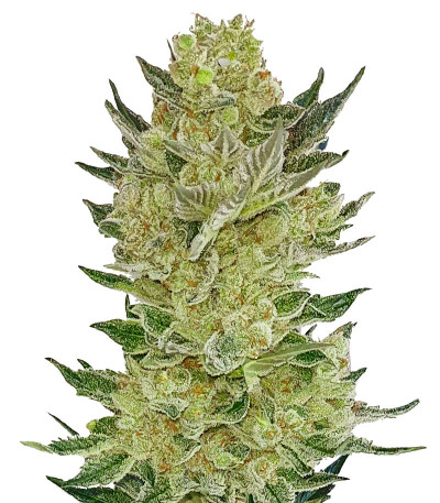 Сорт Auto Somango Glue fem (Advanced Seeds)