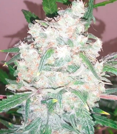 Сорт Bulk Smash Auto fem (Dr. Krippling Seeds)