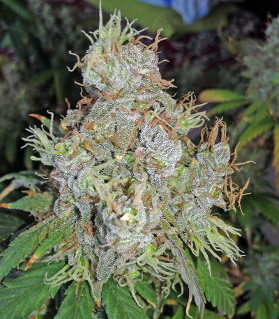 Сорт California Dream fem (Mandala Seeds)