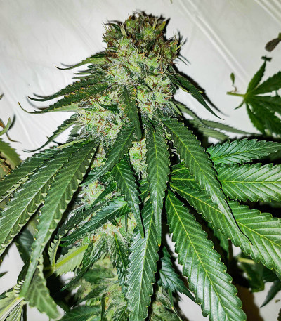 Сорт Lemon OG fem (AlphaFem Seeds)