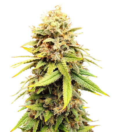 Сорт Sherbert Gorilla fem (Dr. Krippling Seeds)