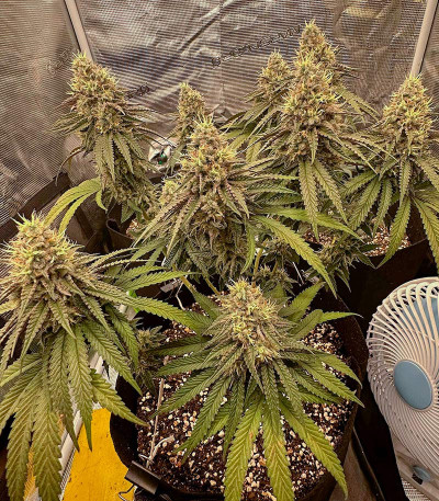 Сорт Candy Store RBX fem (Ethos Genetics)