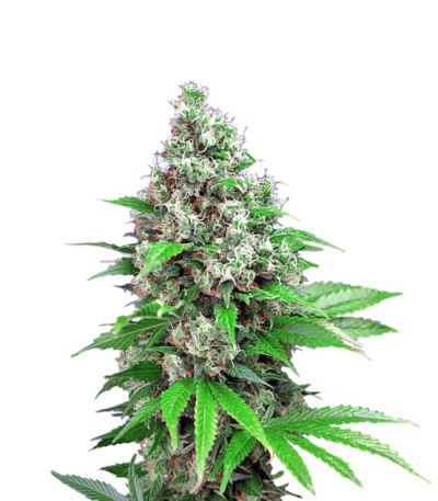 Сорт Killer Kush F1 Fast Version fem (Sweet Seeds)